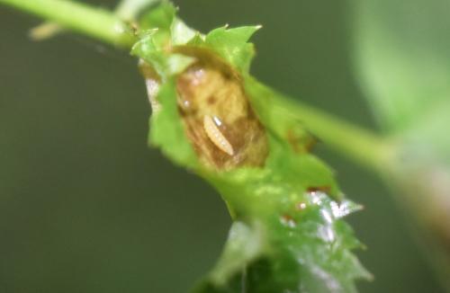 Réf. 348 335 : Dasineura rosae